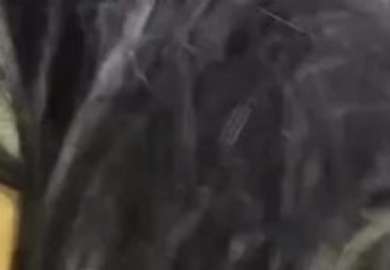 極品反差婊 高顏值饅頭逼美人兒，第一視角被金主爸爸無套瘋狂猛操，超爽口爆 (1)